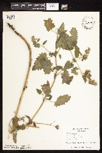 Nepeta cataria image