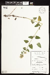 Nepeta cataria image