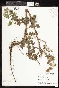 Nepeta cataria image