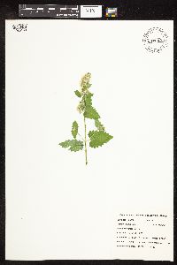 Nepeta cataria image