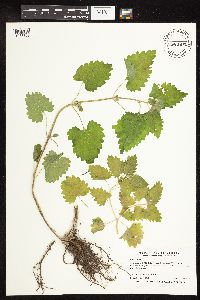 Nepeta cataria image