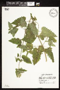 Nepeta cataria image