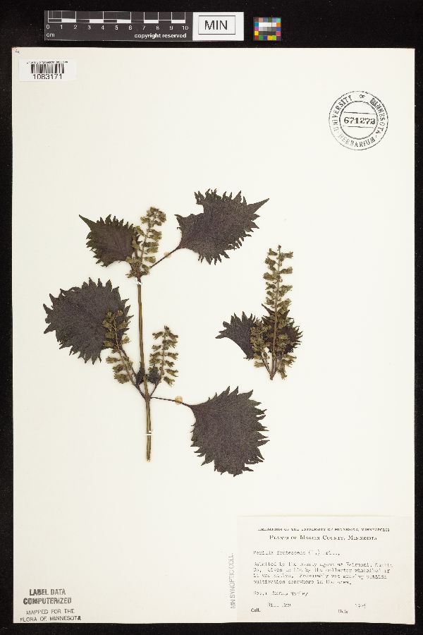 Perilla frutescens var. frutescens image