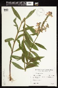 Physostegia virginiana image