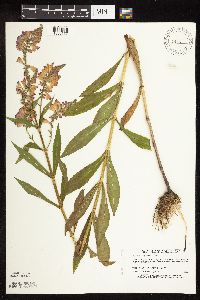 Physostegia virginiana image