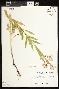 Physostegia virginiana image