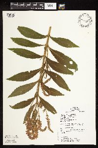 Physostegia virginiana image