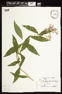 Physostegia virginiana image