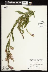 Physostegia virginiana image