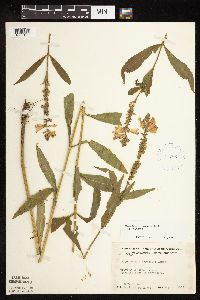 Physostegia virginiana image