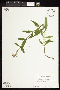 Physostegia virginiana image