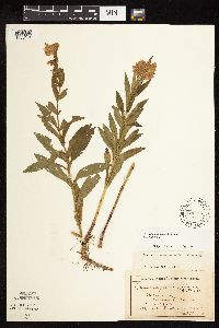 Physostegia virginiana image