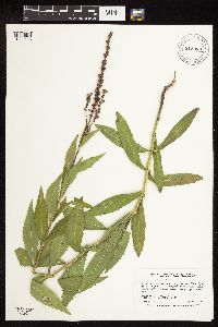 Physostegia virginiana image