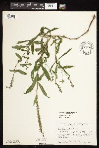 Physostegia virginiana image