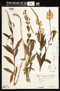 Physostegia virginiana image