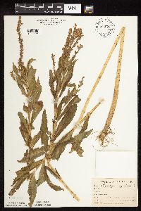 Physostegia virginiana image