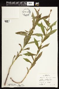 Physostegia virginiana image