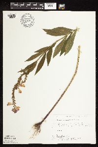 Physostegia virginiana image