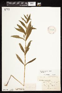 Physostegia virginiana image