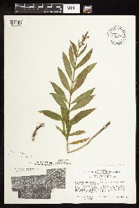 Physostegia virginiana image