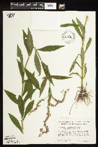Physostegia virginiana image