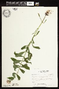 Physostegia virginiana image