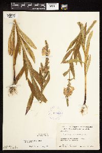 Physostegia virginiana image