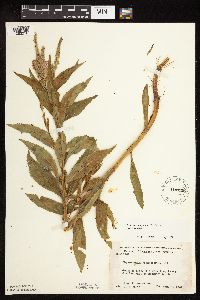 Physostegia virginiana image