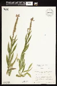 Physostegia virginiana image