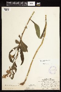 Physostegia virginiana image