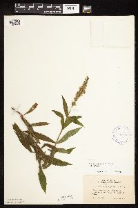 thumbnail image of current specimen