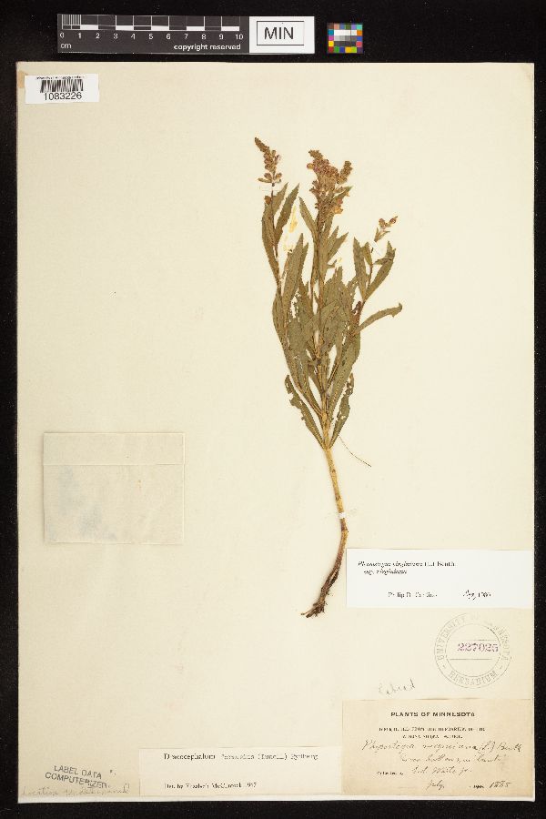 Physostegia image
