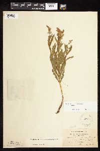 Physostegia virginiana image
