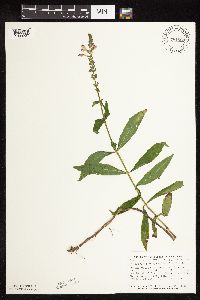 Physostegia virginiana image