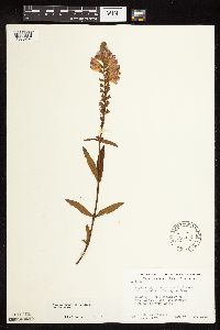 Physostegia virginiana image
