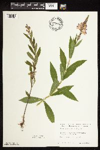 Physostegia virginiana image