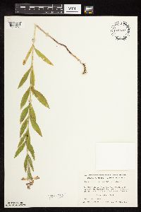 Physostegia virginiana image