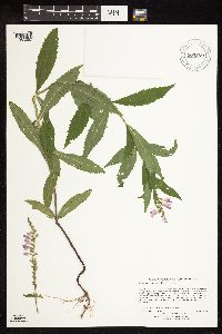 Physostegia virginiana image