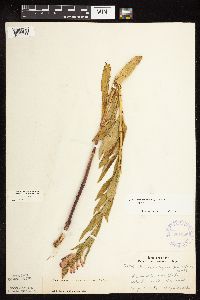 Physostegia virginiana image