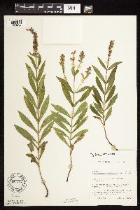 Physostegia virginiana image