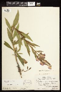 Physostegia virginiana image