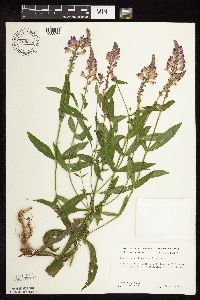 Physostegia virginiana image
