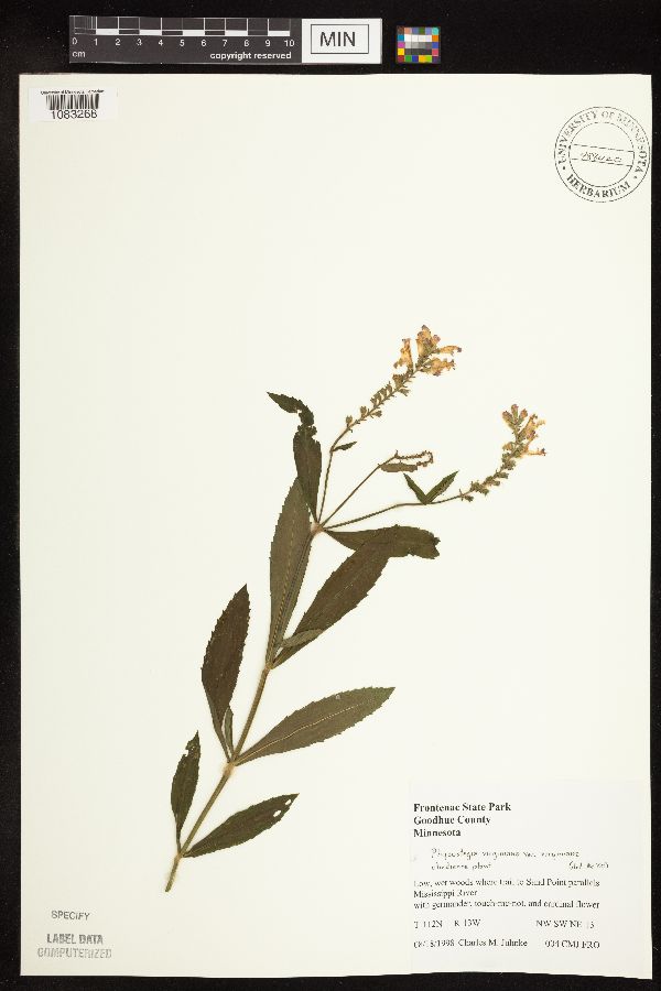 Physostegia virginiana image