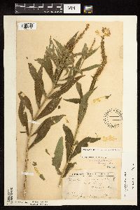 Physostegia virginiana image