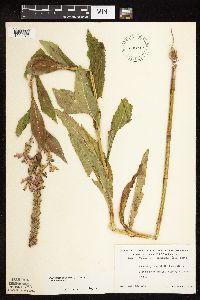 Physostegia virginiana image