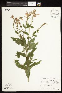 Physostegia virginiana image