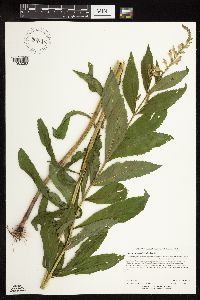 Physostegia virginiana image