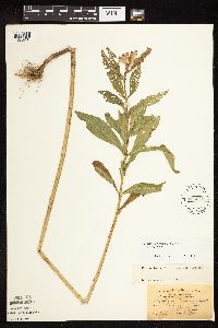 Physostegia virginiana image