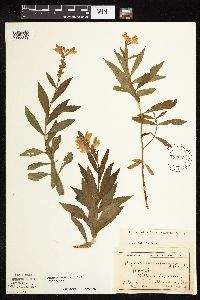 Physostegia virginiana image