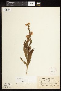 Physostegia virginiana image